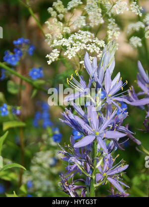 Camassia leichtlinii ssp. suksdorfii caerulea noto anche come Camassia quamash racemi di viola-blu a forma di stella fiori insieme fuori dalla vacca Bianca prezzemolo Foto Stock