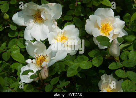 Rosa Bianca, semi doppie, Rosa x alba semiplena Foto Stock