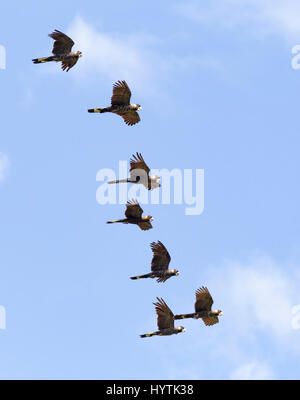 Carnaby's Black-Cockatoo. Calyptorlynchus latirostris, graticcio Grove, Peth, Western Australia. Foto Stock