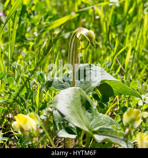 Friar's cruscotto, chiamato anche Larus, (Arisarum vulgare), un unico fiore, la penisola di Akamas, Paphos, Cipro. Foto Stock