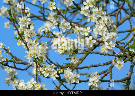 Conferenza Pear blossom coltivato dalla pera europea (Pyrus communis). Foto Stock