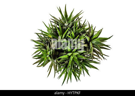 Piante succulente isolati su sfondo bianco dal di sopra, "Haworthia" Fasciata Foto Stock