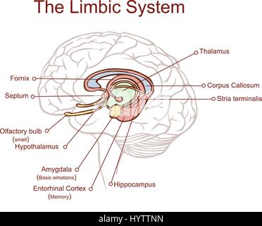 Sezione trasversale attraverso il cervello che mostra il sistema limbico e tutte le relative strutture Illustrazione Vettoriale