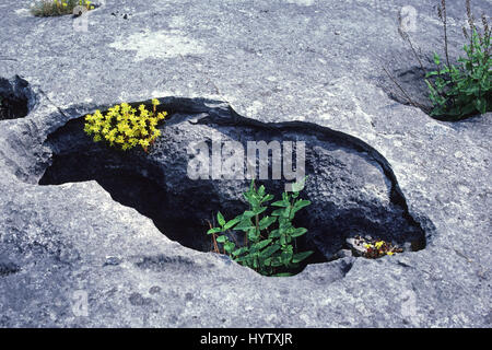 Mordere stonecrop Sedum acre nella pavimentazione di pietra calcarea Foto Stock