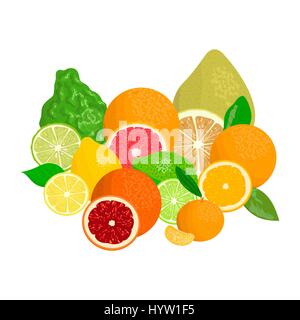 Succosa agrumi realistici con le fette e foglie. Il bergamotto, limone e pompelmo, lime, mandarino, pomelo, Arancio sanguigno. Per i prodotti cosmetici, freschi bar, sto Illustrazione Vettoriale