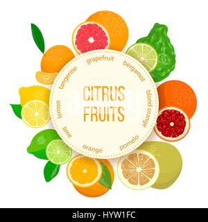 Agrumi set realistico con stemma rotondo. Il bergamotto, limone e pompelmo, lime, mandarino, pomelo, Arancio sanguigno con fette. Per i prodotti cosmetici, mercato, h Illustrazione Vettoriale