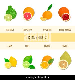 Collezione di agrumi realistiche. Il bergamotto, limone e pompelmo, lime, mandarino, pomelo, arancio, Arancio sanguigno. Set di vettore di frutti interi e fette. per Illustrazione Vettoriale
