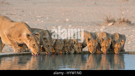 Lion: panthera leo. femmina e cuccioli di bere a waterhole artificiale. Namibia Foto Stock