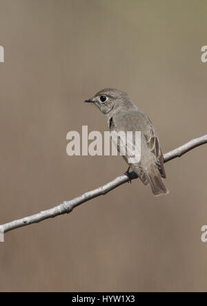 Marrone asiatica Flycatcher (Muscicapa dauurica) adulto arroccato su ramoscello Hebei, Cina Maggio 2011 Foto Stock