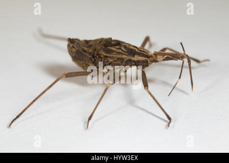 Moulted pelle di Rhodnius prolixus (kissing bug) - l'insetto che trasmette il parassita (Trypanosoma cruzi) che causa la malattia di Chagas Foto Stock