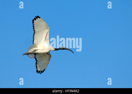 Ibis sacri, Threskiornis aethiopicus, volare nella regione della Camargue Francia Foto Stock