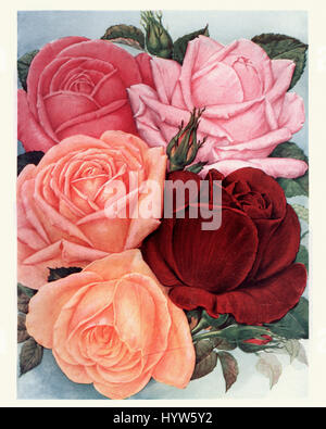 Illustrazione Vintage og un mazzo di rose Foto Stock