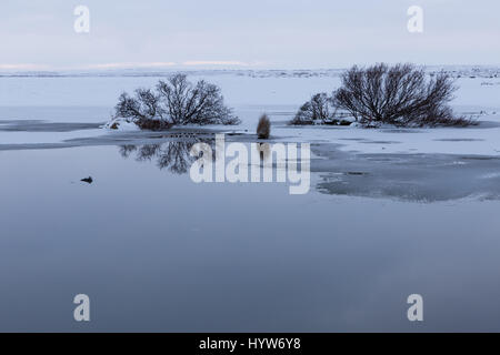 Serata sulle rive del Lago Myvatn, Islanda Foto Stock