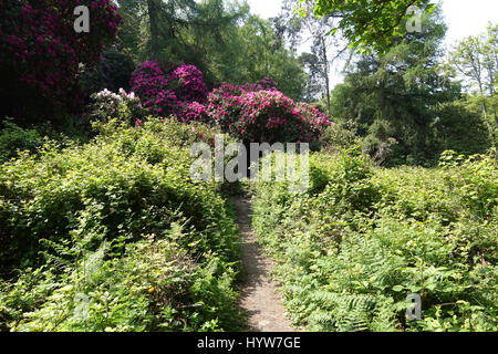 Sentiero a piedi nei giardini di rododendro, nel parco dei cervi, Dublino, Irlanda Foto Stock