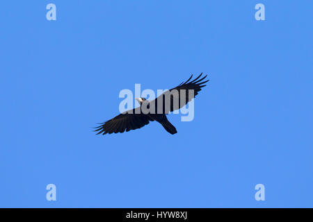 Rook (Corvus frugilegus) in volo contro il cielo blu Foto Stock