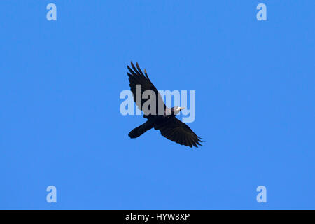 Rook (Corvus frugilegus) in volo contro il cielo blu Foto Stock