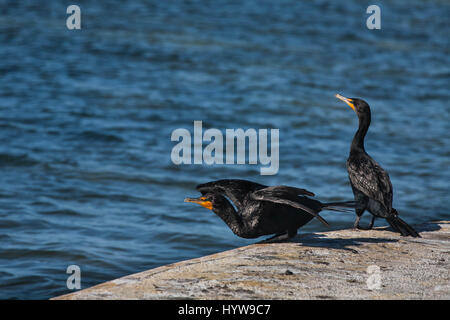 Cormorani Foto Stock