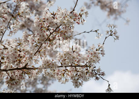 Tokyo, Giappone. 6 apr, 2017. Fiori Ciliegio fiori di albero sono visti al Parco Hibiya il 6 aprile 2017, Tokyo, Giappone. La Japan Meteorological Agency ha annunciato che Tokyo alberi di ciliegio sono in piena fioritura di domenica mattina sulla base di misurazioni effettuate presso il Santuario Yasukuni. Credito: Rodrigo Reyes Marin/AFLO/Alamy Live News Foto Stock