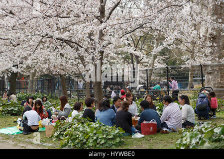 Tokyo, Giappone. 6 apr, 2017. Le persone godono i fiori ciliegio al Parco Hibiya il 6 aprile 2017, Tokyo, Giappone. La Japan Meteorological Agency ha annunciato che Tokyo alberi di ciliegio sono in piena fioritura di domenica mattina sulla base di misurazioni effettuate presso il Santuario Yasukuni. Credito: Rodrigo Reyes Marin/AFLO/Alamy Live News Foto Stock