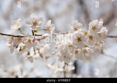 Tokyo, Giappone. 6 apr, 2017. Fiori Ciliegio fiori di albero sono visti al Parco Hibiya il 6 aprile 2017, Tokyo, Giappone. La Japan Meteorological Agency ha annunciato che Tokyo alberi di ciliegio sono in piena fioritura di domenica mattina sulla base di misurazioni effettuate presso il Santuario Yasukuni. Credito: Rodrigo Reyes Marin/AFLO/Alamy Live News Foto Stock