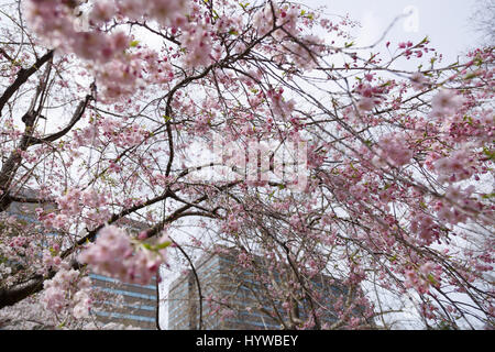 Tokyo, Giappone. 6 apr, 2017. Fiori Ciliegio fiori di albero sono visti al Parco Hibiya il 6 aprile 2017, Tokyo, Giappone. La Japan Meteorological Agency ha annunciato che Tokyo alberi di ciliegio sono in piena fioritura di domenica mattina sulla base di misurazioni effettuate presso il Santuario Yasukuni. Credito: Rodrigo Reyes Marin/AFLO/Alamy Live News Foto Stock