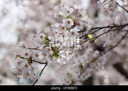 Tokyo, Giappone. 6 apr, 2017. Fiori Ciliegio fiori di albero sono visti al Parco Hibiya il 6 aprile 2017, Tokyo, Giappone. La Japan Meteorological Agency ha annunciato che Tokyo alberi di ciliegio sono in piena fioritura di domenica mattina sulla base di misurazioni effettuate presso il Santuario Yasukuni. Credito: Rodrigo Reyes Marin/AFLO/Alamy Live News Foto Stock