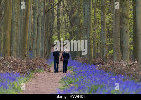 HERTFORDSHIRE, Regno Unito. Xxv Aprile 2017. Bluebells in piena fioritura in legno Dockey sul Ashridge Estate. Il lavoro è in corso per proteggere il bluebells e incoraggiare i visitatori a rimanere sui sentieri segnati. Foto Stock