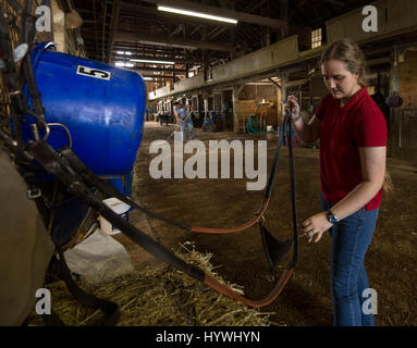 Lexington, Kentucky, Stati Uniti d'America. Xxv Aprile, 2017. JESSICA WHITAKER, studente del cavaliere programma presso la North American Racing Academy, le pratiche della tecnica di assemblaggio di una briglia durante la cura delle corse ippiche Lab. I due anni di Nara programma alla comunità di Bluegrass & Technical College, il primo e unico accreditato community college-basato racing school in U.S, fornisce agli studenti con l'istruzione, la formazione e l'esperienza necessarie per diventare esperti nel ramo di cavalcare una delle corse ippiche, padronanza nella cura e gestione di cavalli di corsa e informato circa il funzionamento dell'industria thoroghbred. Stude Foto Stock