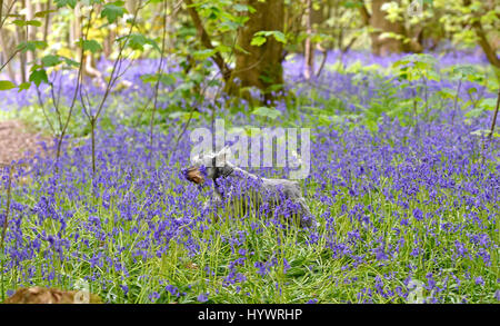 Brighton, Regno Unito. 27 apr, 2017. Questa felice hound gode di una corsa tra le bluebells nel grande bosco nel Parco Stanmer Brighton oggi come freddo ma fine secco meteo continua nel sud-est della UK Credit: Simon Dack/Alamy Live News Foto Stock