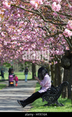 Greenwich, Londra, Regno Unito. 7 Aprile, 2017. Le persone hanno continuato a godere il sole e la fioritura dei ciliegi nel parco di Greenwich, Londra. Rob Powell/Alamy Live News Foto Stock