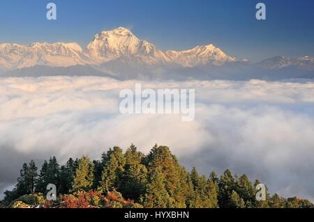 Il Nepal, Ghorepani, Poon Hill, Dhaulagiri massiccio, Himalaya, Dhaulagiri gamma guardando ad ovest da Poon Hill Foto Stock