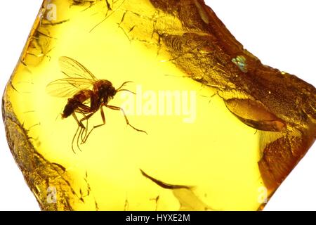 Moscerino fungo (mycetophilidae) imprigionata in ambra baltica Foto Stock