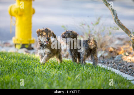 divertimento di cucciolo Foto Stock