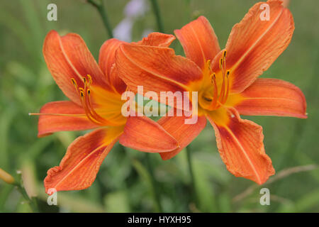 Piuttosto daylilies in piena fioritura Foto Stock