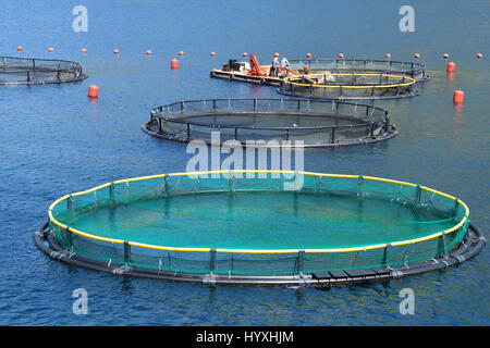 Fattoria di Pesce nelle calme acque blu della Baia di Kotor, Montrnegro Foto Stock