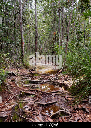 Lintang trail nel Bako National Park, Borneo Malaysia Foto Stock