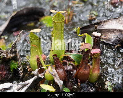 Pianta brocca su Lintang trail nel Bako National Park in Borneo, Malaysia Foto Stock