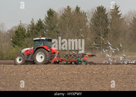 Agricoltura rosso bianco trattore con aratro e becchettare gabbiani su un futuro campo di patate in provincia Achterhoek nei Paesi Bassi Foto Stock