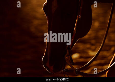 Western testa di cavallo silhouette al tramonto durante il corso di formazione Foto Stock