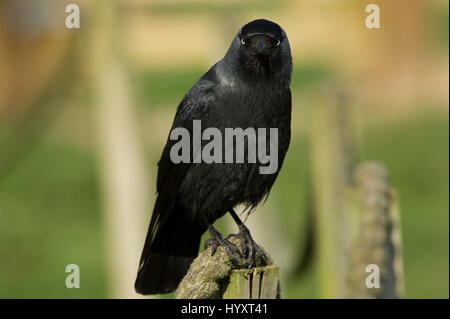 Il Western o la cornacchia eurasiatica (Corvus monedula) arroccato su una recinzione al RSPB Bempton Cliffs in East Yorkshire, Inghilterra Foto Stock