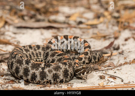 Dusky sonaglio pigmeo serpente trovato crogiolarvi al sole su una strada di sabbia in Florida Panhandle. Foto Stock