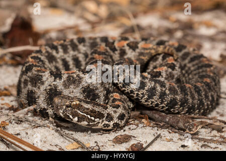 Dusky sonaglio pigmeo serpente trovato crogiolarvi al sole su una strada di sabbia in Florida Panhandle. Foto Stock