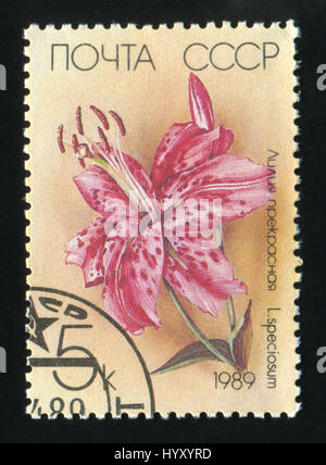 Unione Sovietica - circa 1989: un timbro postale stampato in URSS mostra un giapponese di Lily, Lilium speciosum, circa 1989. Foto Stock