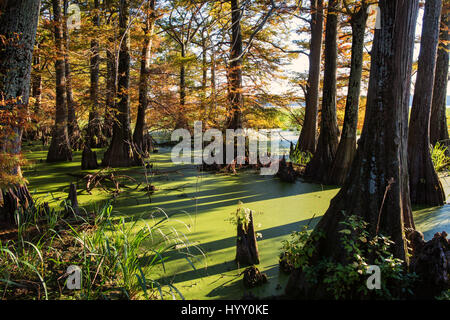 Cipresso calvo alberi che crescono in una palude in Arkansas, mostrano segni di autunno. Foto Stock