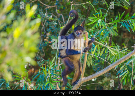 Baby Spider monkey con sua madre sulla struttura ad albero nel mezzo della giungla Foto Stock