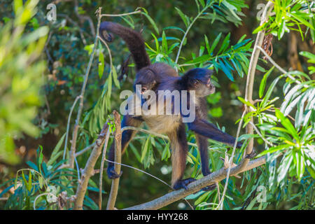 Baby Spider monkey con sua madre sulla struttura ad albero nel mezzo della giungla Foto Stock