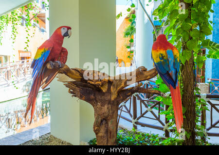 Due red macaw pappagalli su un ramo Foto Stock