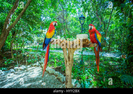 Due red macaw pappagalli su un ramo Foto Stock