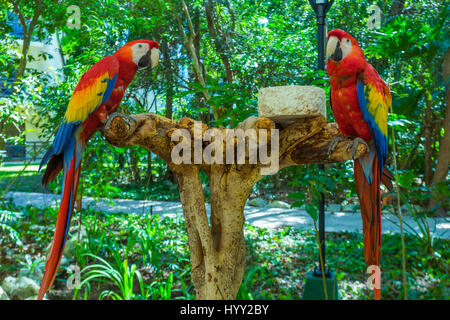 Due red macaw pappagalli su un ramo Foto Stock