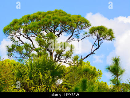 Alberi presso la baia di limone riserva acquatica in Cedar Point Parco ambientale, Contea di Sarasota Florida Foto Stock